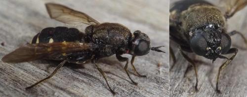 Lasiopa tsacasi
